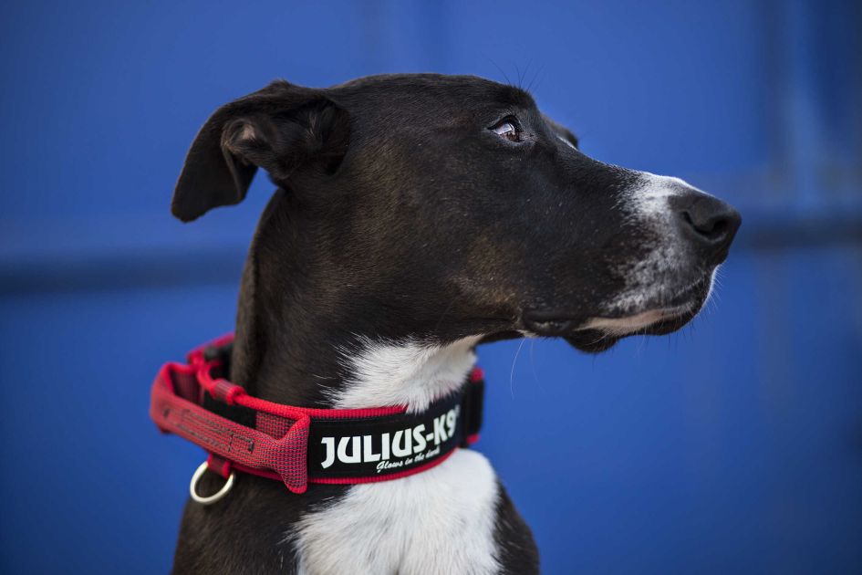 dog wearing All Weather Collar