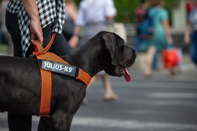 dog wearing the IDC Belt Harness