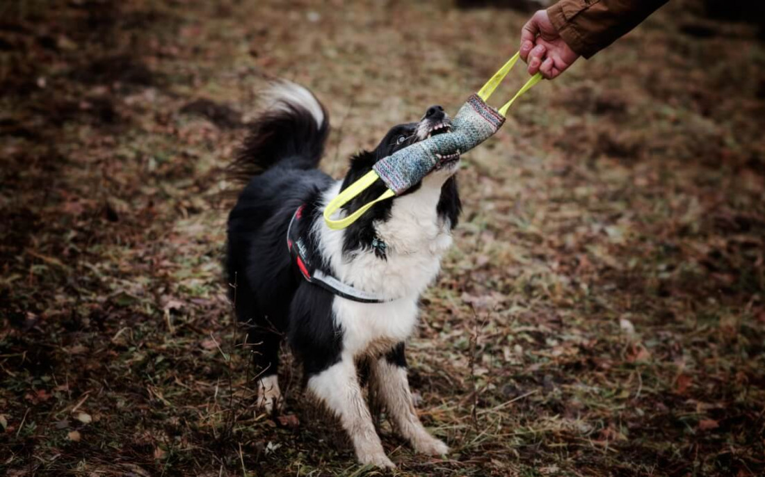 How and why you should play tug games with your dog