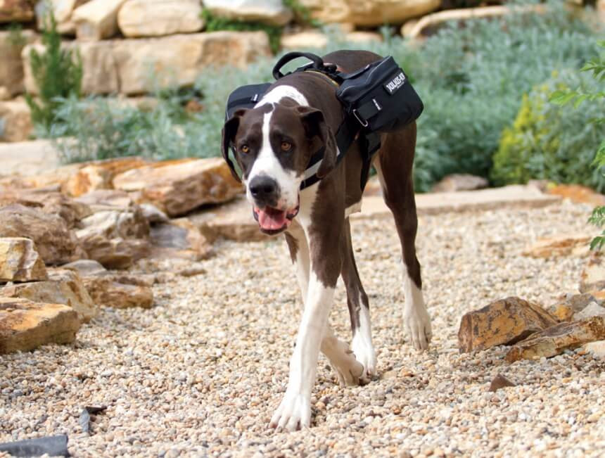 How to fit the JULIUS K9® Large Saddle Bag to dog harnesses