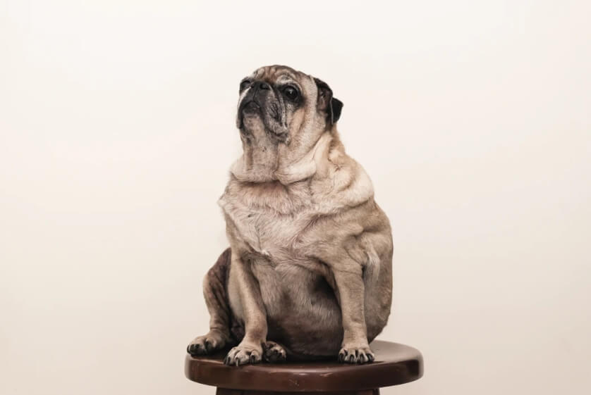 What To Do If Your Dog Is Overweight