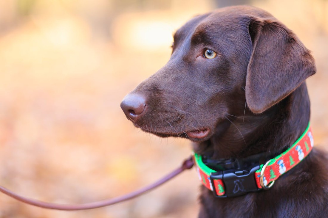 Personalised dog collar buying guide