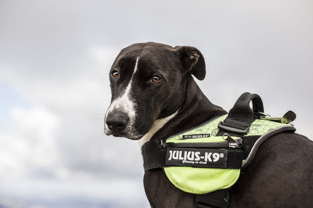 How to fit the Julius K9® Universal Small Side Bags to dog harnesses