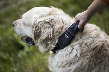 Our Dog Collars With Handles