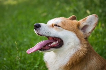 Heatstroke & Keeping Your Dog Cool In Hot Weather