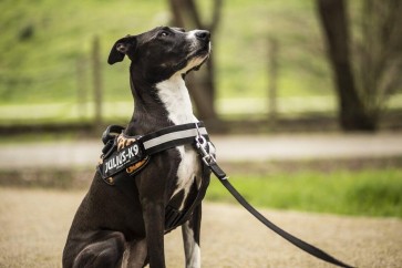 What are no pull dog harnesses and collars?