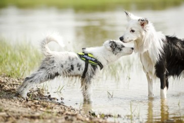 How To Clean Your Julius K9 Dog Harness