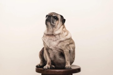 What To Do If Your Dog Is Overweight