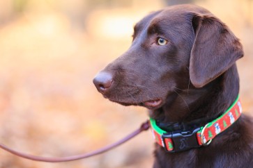 Personalised dog collar buying guide