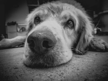 A Quick Guide to Preventing Dog Fleas