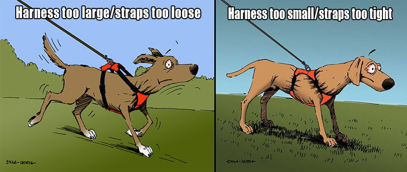 diagram of dog harnesses that are too loose or too tight