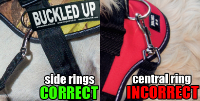 correct versus incorrect seat belt fitting for dogs
